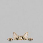 Tapis de bureau chat curieux – 35 x 61 cm