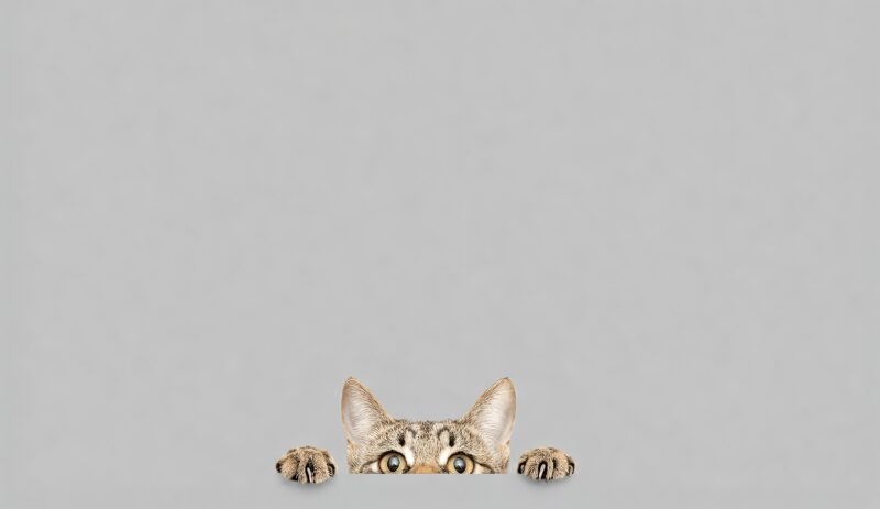 Tapis de bureau chat curieux – 35 x 61 cm